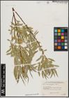 Foto von Salix acmophylla Boiss.